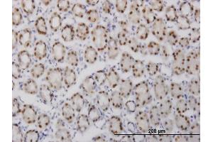 Immunoperoxidase of monoclonal antibody to GABPA on formalin-fixed paraffin-embedded human stomach. (GABPA 抗体  (AA 1-100))