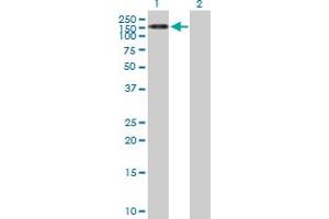 Western Blot analysis of TEX2 expression in transfected 293T cell line by TEX2 MaxPab polyclonal antibody. (TEX2 抗体  (AA 1-1134))