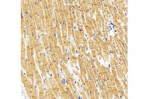 anti-M-Cadherin (CDH15) (AA 61-742) antibody