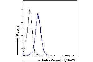 ABIN185063 Flow cytometric analysis of paraformaldehyde fixed Jurkat cells (blue line), permeabilized with 0. (Coronin 1a 抗体  (C-Term))