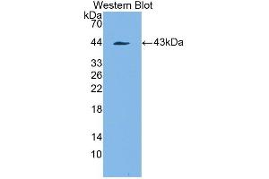 Western blot analysis of the recombinant protein. (PDGFRL 抗体  (AA 22-375))