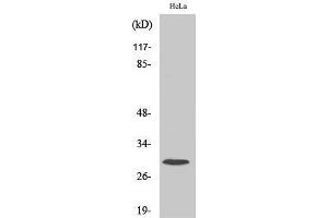 Western Blot (WB) analysis of specific cells using Ribosomal Protein S4X Polyclonal Antibody. (RPS4X 抗体  (Internal Region))