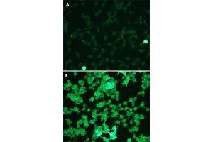 Immunofluorescence staining of HEK293 cells (A, untreated) and hydrogen peroxide treated cells (B) with MAPK1/MAPK3 (phospho T202/204) monoclonal antibody, clone G15-B  at 1:100 dilution. (ERK2 抗体  (pThr202, pThr204))