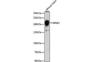Western blot analysis of extracts of mouse brain, using WNK3 antibody (ABIN7271382) at 1:1000 dilution. (WNK3 抗体  (AA 500-600))