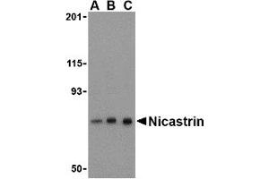 Western Blotting (WB) image for anti-Nicastrin (NCSTN) (C-Term) antibody (ABIN1030543) (Nicastrin 抗体  (C-Term))