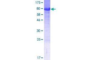 FAM63A Protein (AA 1-469) (GST tag)