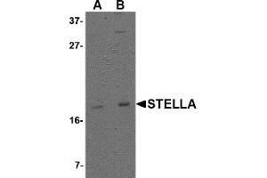 Western Blotting (WB) image for anti-Developmental Pluripotency Associated 3 (DPPA3) (C-Term) antibody (ABIN1030705) (DPPA3 抗体  (C-Term))