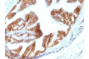 Formalin-fixed, paraffin-embedded rat Oviduct stained with EpCAM antibody (EGP40/1110). (EpCAM 抗体  (Cytoplasmic Domain))