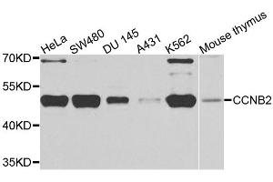 Western blot analysis of extracts of various cell lines, using CCNB2 antibody. (Cyclin B2 抗体)