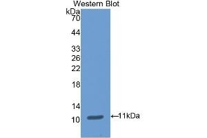 Detection of Recombinant DAO, Porcine using Polyclonal Antibody to Amiloride Binding Protein 1 (ABP1) (DAO 抗体  (AA 27-113))