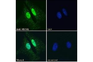 ABIN334418 Immunofluorescence analysis of paraformaldehyde fixed HeLa cells, permeabilized with 0. (HEXIM1 抗体  (C-Term))