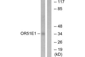 Western blot analysis of extracts from HeLa cells, using OR51E1 antibody. (OR51E1 抗体  (C-Term))
