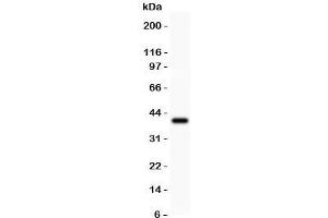 Western blot testing of Annexin A1 antibody and recombinant human protein (0. (Annexin a1 抗体  (AA 2-346))