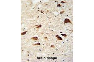 CB018 antibody (C-term) immunohistochemistry analysis in formalin fixed and paraffin embedded human brain tissue followed by peroxidase conjugation of the secondary antibody and DAB staining. (SLC35F6 抗体  (C-Term))