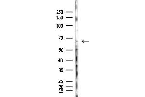 Western blot analysis of lysates from HepG2 cells(heat-shock,45 min treatment), using Angiopoietin 2 Antibody at 1/1000 dilution.