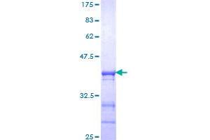 CLOCK Protein (AA 497-596) (GST tag)