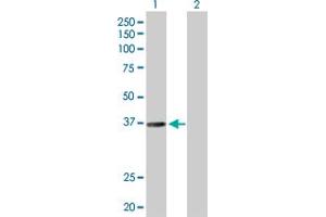 Western Blot analysis of RALY expression in transfected 293T cell line by RALY MaxPab polyclonal antibody. (Raly 抗体  (AA 1-307))