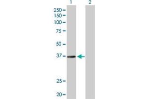 Western Blot analysis of RALY expression in transfected 293T cell line by RALY MaxPab polyclonal antibody.