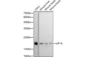 Western blot analysis of extracts of various cell lines, using eIF1A antibody (ABIN7267027) at 1:1000 dilution.