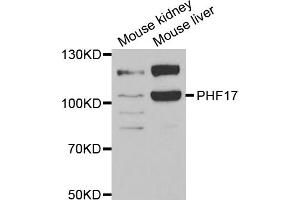 Western blot analysis of extracts of various cell lines, using JADE1 antibody. (PHF17 抗体)