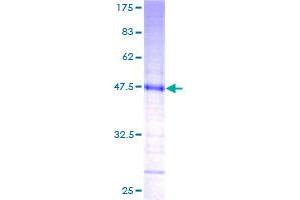 KCNMB4 Protein (AA 1-210) (GST tag)