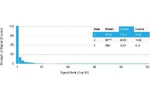 Analysis of Protein Array containing more than 19,000 full-length human proteins using NSE gamma (ENO2) Mouse Monoclonal Antibody (ENO2/1462) Z- and S- Score: The Z-score represents the strength of a signal that a monoclonal antibody (MAb) (in combination with a fluorescently-tagged anti-IgG secondary antibody) produces when binding to a particular protein on the HuProtTM array. (ENO2/NSE 抗体  (AA 416-433))
