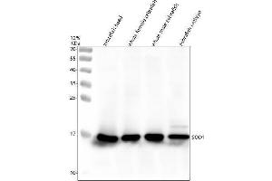 Western blot analysis of SOD1 using anti-SOD1 antibody (A).