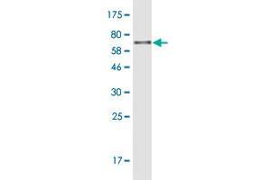 Western Blot detection against Immunogen (74. (PDIA6 抗体  (AA 1-440))