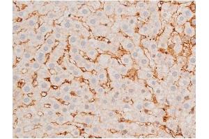 ABIN6267525 at 1/200 staining Rat liver tissue sections by IHC-P. (GATA4 抗体  (pSer262))