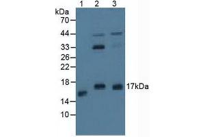 Figure. (Protein Phosphatase 3, Regulatory Subunit 1 (AA 2-170) 抗体)