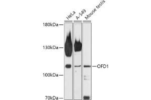 Western blot analysis of extracts of various cell lines, using OFD1 antibody (ABIN7269106) at 1:1000 dilution. (OFD1 抗体  (AA 763-1012))