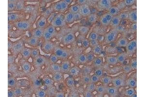 Immunohistochemistry (IHC) image for anti-Basigin (Ok Blood Group) (BSG) (AA 87-323) antibody (ABIN7441883)