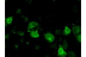Anti-BSG mouse monoclonal antibody (ABIN2452825) immunofluorescent staining of COS7 cells transiently transfected by pCMV6-ENTRY BSG (RC219464). (CD147 抗体)