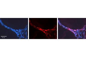 Rabbit Anti-CUX1 Antibody   Formalin Fixed Paraffin Embedded Tissue: Human Thyroid Gland Tissue Observed Staining: Cytoplasm Primary Antibody Concentration: 1:600 Other Working Concentrations: N/A Secondary Antibody: Donkey anti-Rabbit-Cy3 Secondary Antibody Concentration: 1:200 Magnification: 20X Exposure Time: 0. (CUX1 抗体  (N-Term))