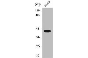 Western Blot analysis of 293 cells using Uba5 Polyclonal Antibody (UBA5 抗体  (C-Term))