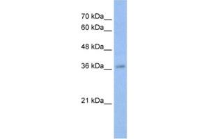 Western Blotting (WB) image for anti-V-Myb Myeloblastosis Viral Oncogene Homolog (Avian) (MYB) antibody (ABIN2461755) (MYB 抗体)