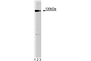 Western blot analysis of Rb2 on a Jurkat cell lysate. (p130 抗体  (AA 26-367))
