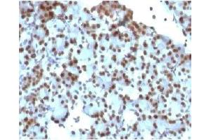 IHC staining of rat pancreas with SUMO1 antibody (clone S1MT-2). (SUMO1 抗体)