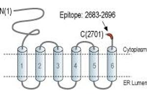 Representative domain view of the target of ABIN7043288.