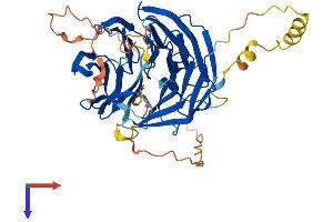 WIPI2 Protein (AA 1-454) (His tag)