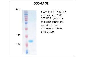 SDS-PAGE (SDS) image for Tumor Necrosis Factor alpha (TNF alpha) (Active) protein (ABIN5509416) (TNF alpha 蛋白)