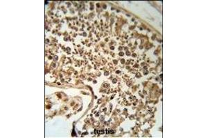 SERPINH1 Antibody (C-term) (R) IHC analysis in formalin fixed and paraffin embedded human testis tissue followed by peroxidase conjugation of the secondary antibody and DAB staining. (SERPINH1 抗体  (C-Term))