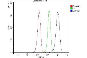 Flow Cytometry analysis of JK cells using anti-UBAP2 antibody (ABIN7602500). (UBAP2 抗体  (AA 8-868))