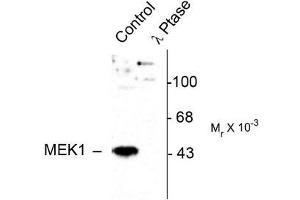Image no. 1 for anti-Mitogen-Activated Protein Kinase Kinase 1 (MAP2K1) (pThr386) antibody (ABIN372666) (MEK1 抗体  (pThr386))