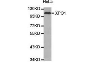 Western Blotting (WB) image for anti-Exportin 1 (XPO1) antibody (ABIN1875362) (XPO1 抗体)