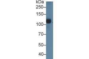 Detection of C5a in Porcine Serum using Polyclonal Antibody to Complement Component 5a (C5a) (C5A 抗体  (AA 1-74))