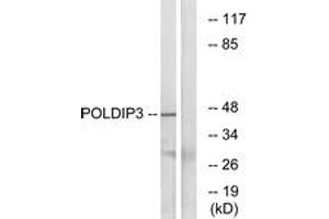 Western blot analysis of extracts from RAW264. (POLDIP3 抗体  (AA 348-397))