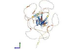 Protein Structure (PS) image for Aryl-Hydrocarbon Receptor Repressor (AHRR) (AA 1-701) protein (His tag) (ABIN7551991)