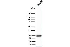 Western Blotting (WB) image for anti-Complement Component 1, Q Subcomponent, A Chain (C1QA) (AA 104-237) antibody (ABIN6940764)