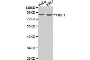 Western Blotting (WB) image for anti-Progesterone Immunomodulatory Binding Factor 1 (PIBF1) antibody (ABIN1874123) (PIBF1 抗体)